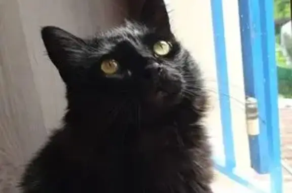 Animaux perdus Beausemblant, photo: Chat noir perdu, yeux verts, Beausemblant
