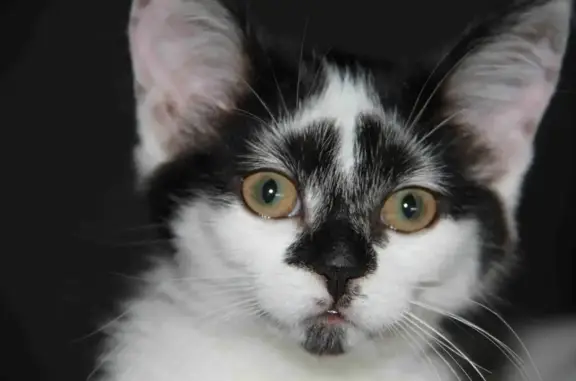 Chatte blanche/noire perdue, Caen 8 oct. - photo