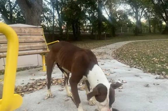 Found dog Chicago, photo: Found: Brown & White Dog in Chicago