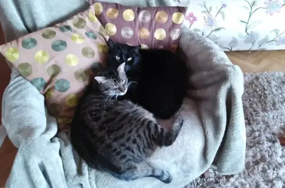 Chat perdue Rue Harpe, Goetzenbruck - photo