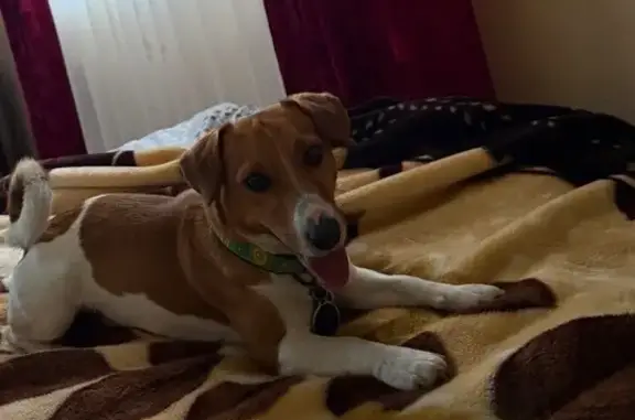 Собаки потеряшки, Загвіздя, фото: Зник Джек-Расел-Тер'єр на Береговій вулиці