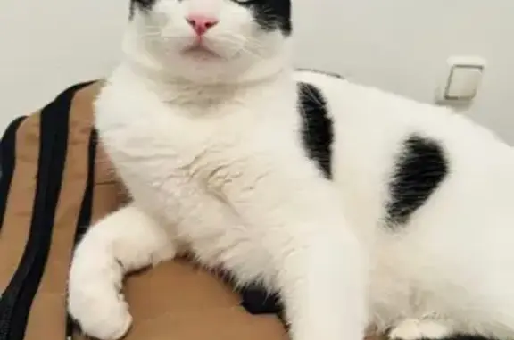 Se busca: Salem, gato perdido en Utrera
