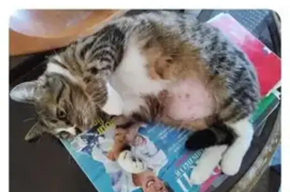 Chat perdue avec eczéma à St-André-de-Cubzac - photo