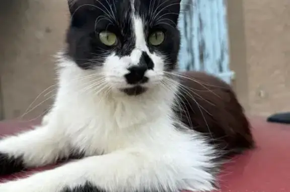 Chat perdu, noir et blanc, rue des Azalées - photo
