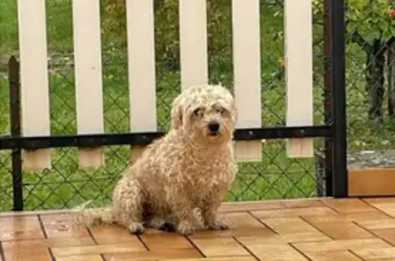 Animaux trouvés Mamirolle, photo: Petit bichon mâle trouvé à Mamirolle