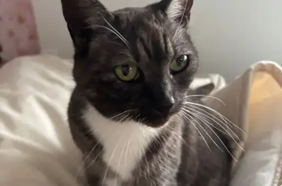 Chat trouvé Dunkerque, photo: Chatte grise et blanche trouvée à Dunkerque