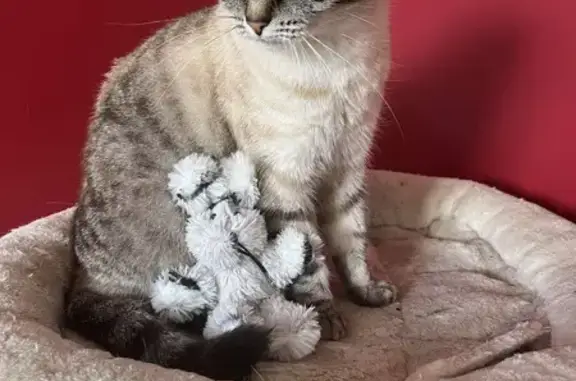 Chatte perdue, câline et louche à Ardelay - photo