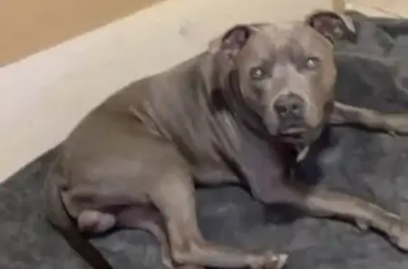 Lost Blue Pit: Green Harness, Tulsa