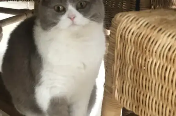 Animaux perdus , photo: Chat perdu beige/taupe Rue de Dommartin
