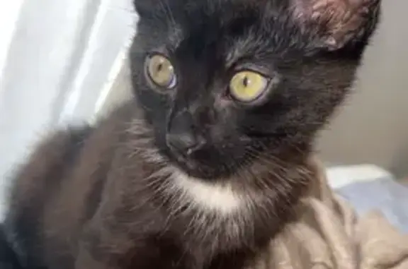 Chat perdu : noir, tache blanche, Vancia - photo