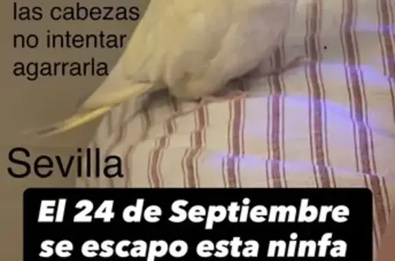 Ave Perdida en Montequinto: Anilla Naranja