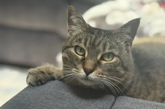 Lost pets , photo: Lost Indoor Cat: Brown & Tan in Reading