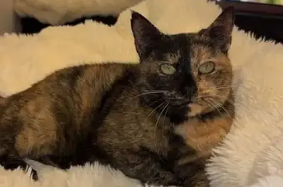 Chat Écaille perdu, craintif à Lécousse - photo