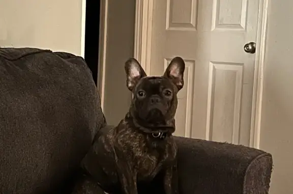 Missing dog , photo: Lost Brindle Frenchie: High Point Area