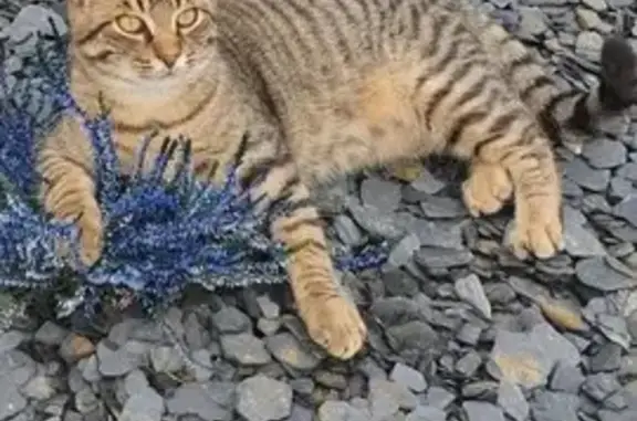 Chat tigré perdu à Dompierre-sur-Besbre - photo
