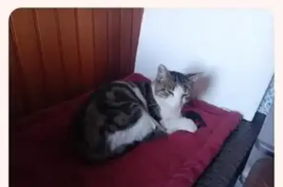 Chat perdu: blanc/noir/gris, queue courte - photo