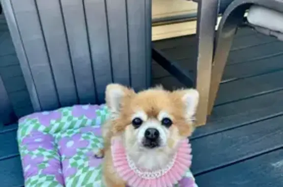 Lost pets , photo: Lost: Tan, Small Dog, 16, Belleville