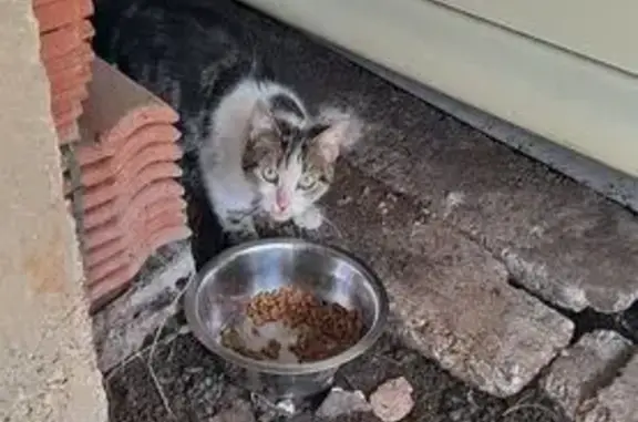 Animaux trouvés Warcq, photo: Chat tigré-blanc trouvé Rue Clemenceau