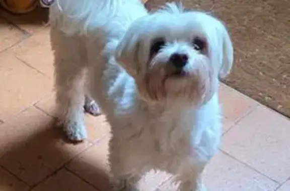 Chien trouvé Seiches-sur-le-Loir, photo: Chien trouvée: Bichon femelle 12 ans