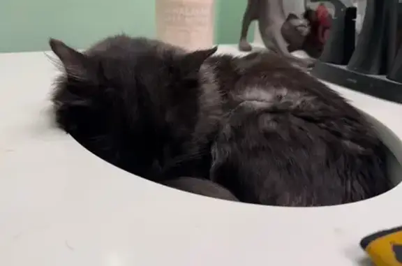 Missing cat Hendersonville, photo: Lost Sweet Black Cat on Whitehead Rd