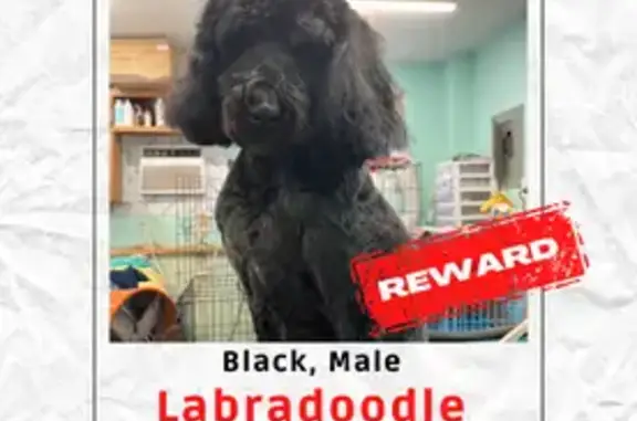 Lost dog