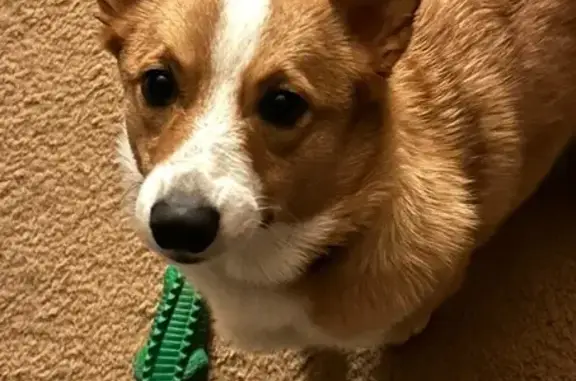 Lost Dog: Tan & White in Fleetwood, PA