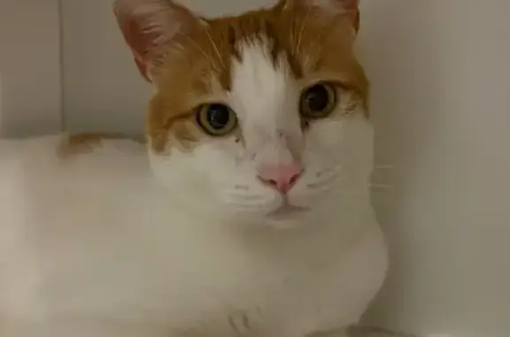 Missing cat New Braunfels, photo: Lost Orange & White Cat on Hunt St