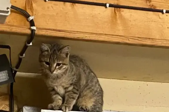 Animaux trouvés , photo: Chat tigré gris/noir trouvé à Benoîtville