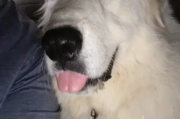 Lost 10-Month Great Pyrenees Puppy