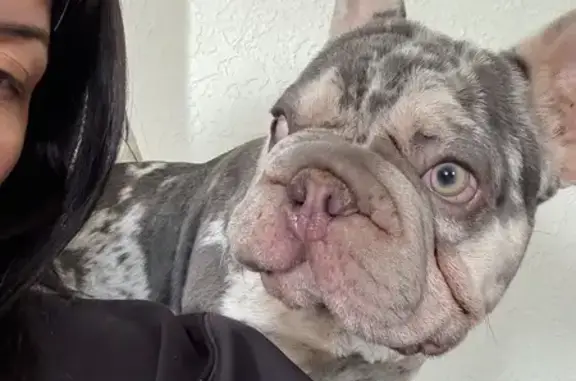 Help Find Our Missing 7-Month Frenchie!