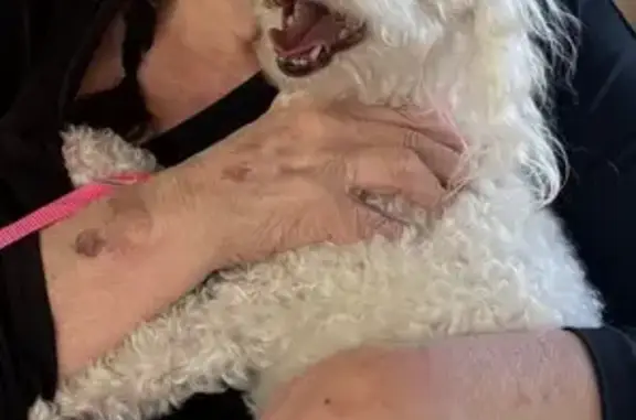 Missing dog Bartlesville, photo: Lost White Poodle with Pink Collar