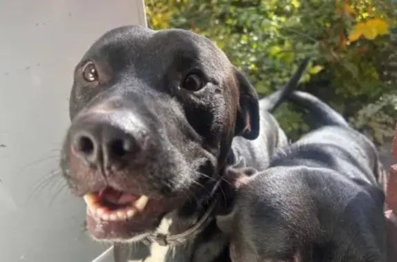 Found dog Nedrow, photo: Found: Black Dog w/ White Stripe, Nedrow
