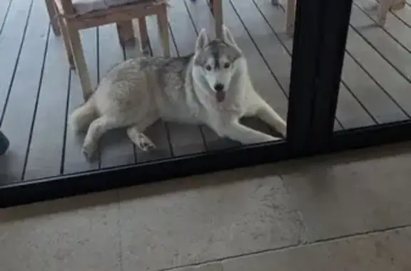 Chien trouvé , photo: Chien gris trouvé sans collier en Corse