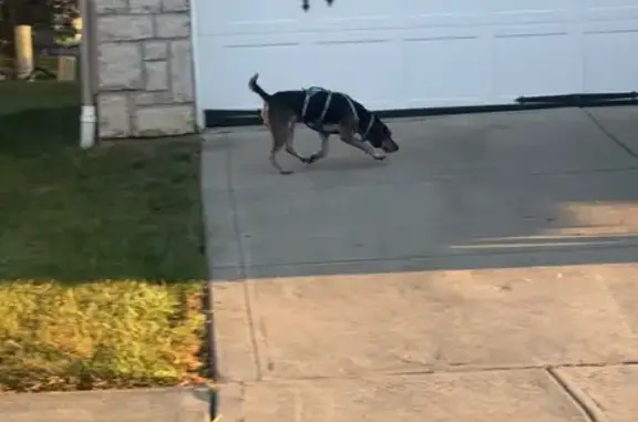 Found dog Columbus, photo: Found: Tri-Color Beagle Mix on Marissa St