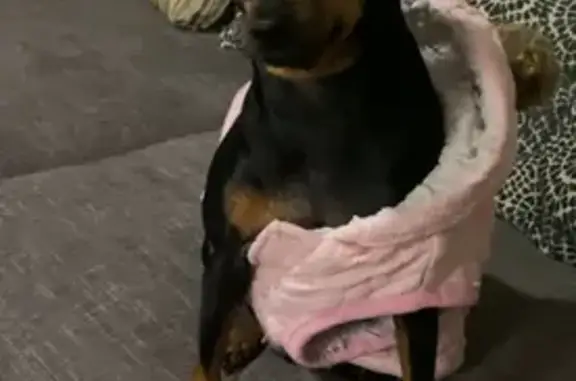 Lost Miniature Pinscher in West Plano