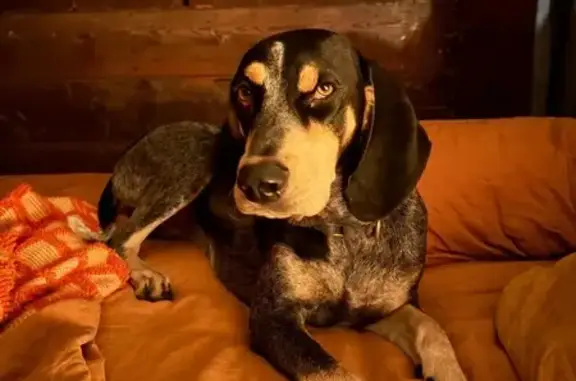 Lost Blue Tick Coonhound in Niederwald