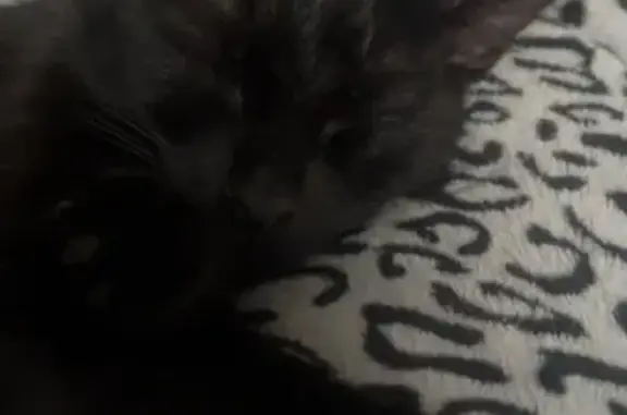 Lost: Binx the Bombay Mix on Winterfield