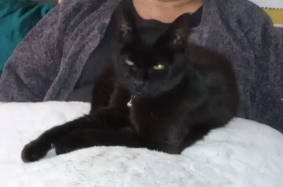 Chatte perdue noire, 12 ans, rue de Piégu - photo