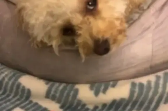 Help Find Halo: Lost Mini Poodle Alert!