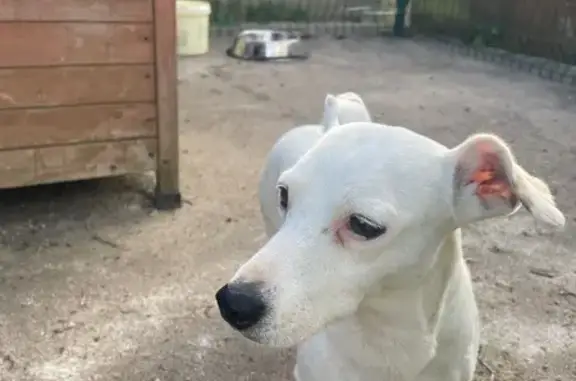 Animaux trouvés Châtillon-Coligny, photo: Chienne blanche craintive trouvée à Châtillon-Coligny