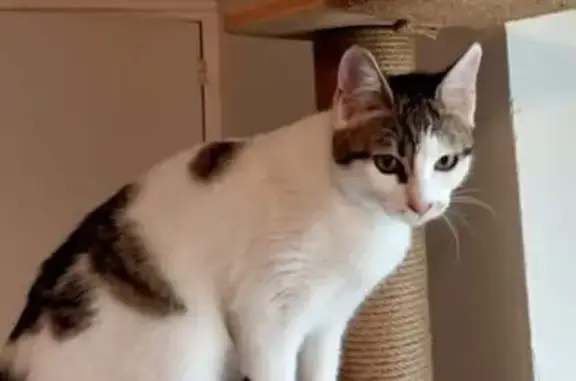 Chatte perdue à Dyo : Blanche et grise - photo