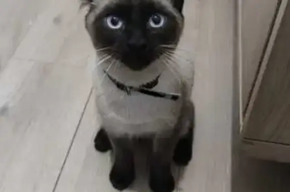 Animaux trouvés , photo: Chat Siamois trouvé à Quinçay