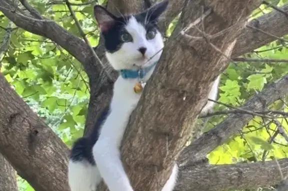 Missing cat Glen Carbon, photo: Lost Tuxedo Cat: Light Blue Collar, Glen Carbon