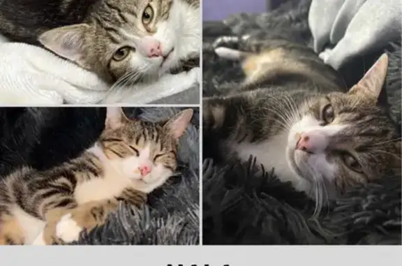 Chatte perdue à Domérat, 1 an, câline - photo
