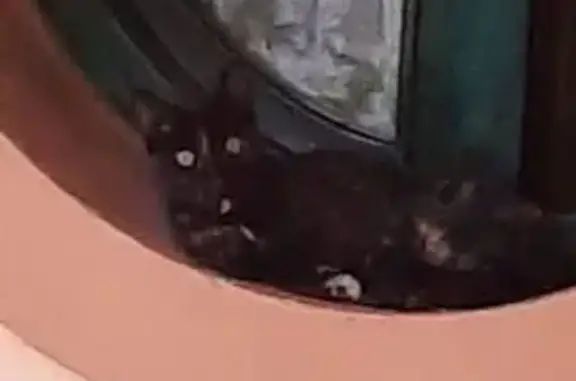 Gata Negra con Mechas Perdida en Gijón