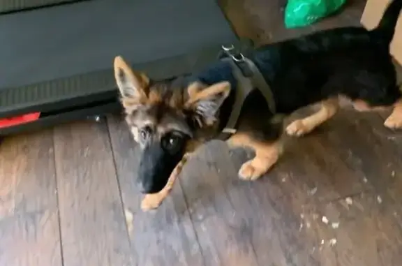 Missing dog Covington, photo: Lost 5-Month-Old German Shepherd: Dexter