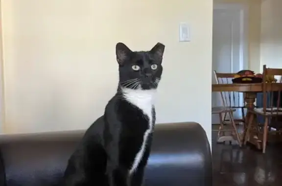 Lost Tuxedo Cat: Unique Markings Found