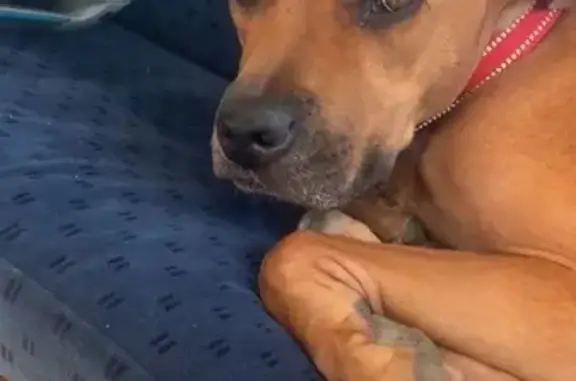 Chien perdu à Vulaines-sur-Seine - photo
