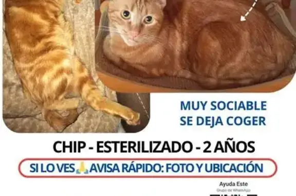 Gato Perdido: Cariñoso y Sociable, Chip