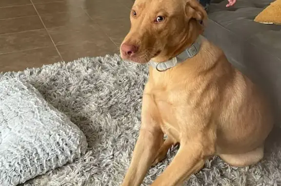 Lost Labrador Mix: Golden Rust, Houston